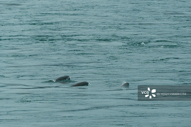 长江江豚图片素材