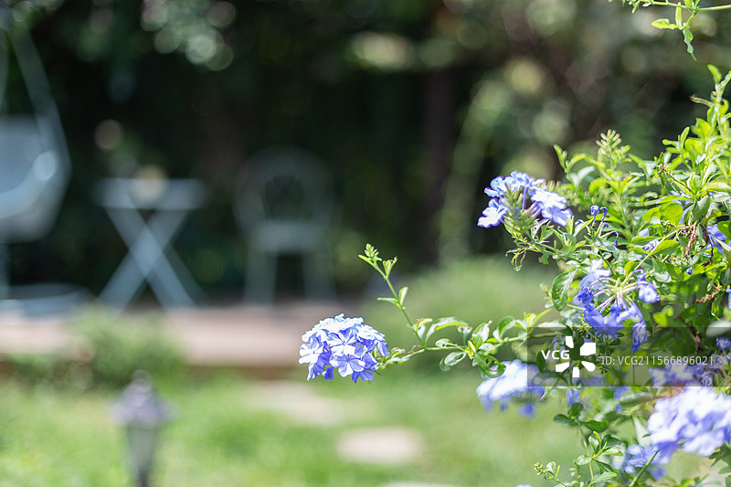 蓝雪花盛开的夏日庭院图片素材