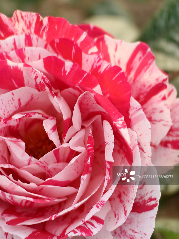 条纹月季花图片素材