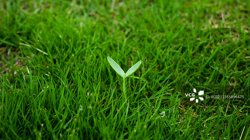 春天自然植物草发芽幼苗叶子图片素材