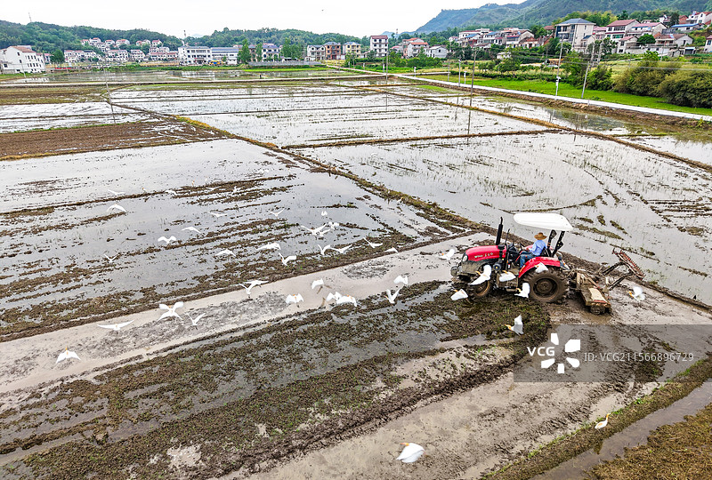 湖北英山：田间劳作忙图片素材