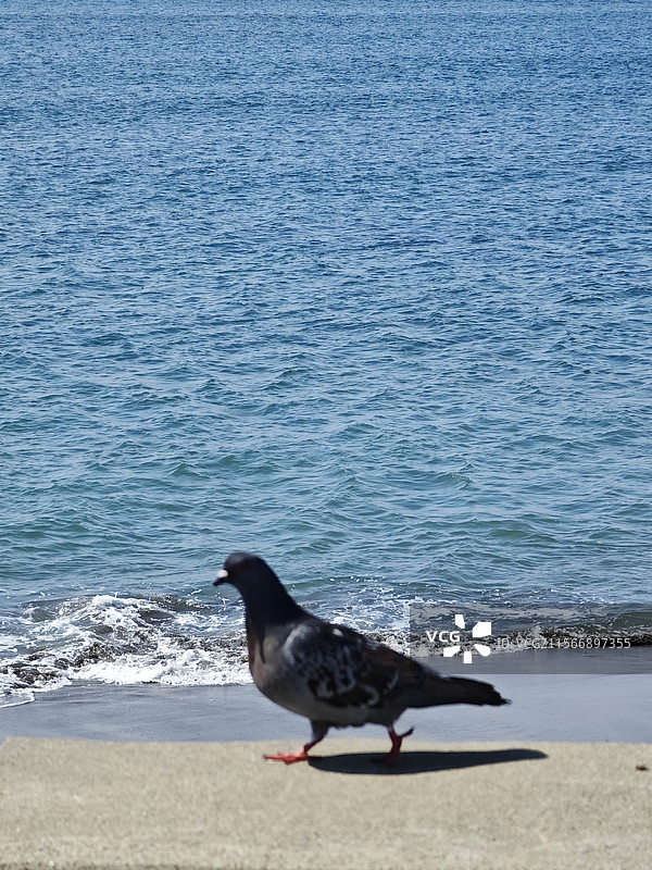 日本镰仓海边自由漫步的鸽子图片素材