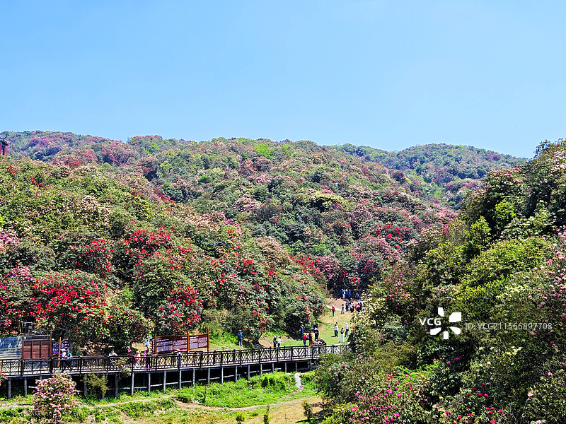 毕节百里杜鹃风景区图片素材