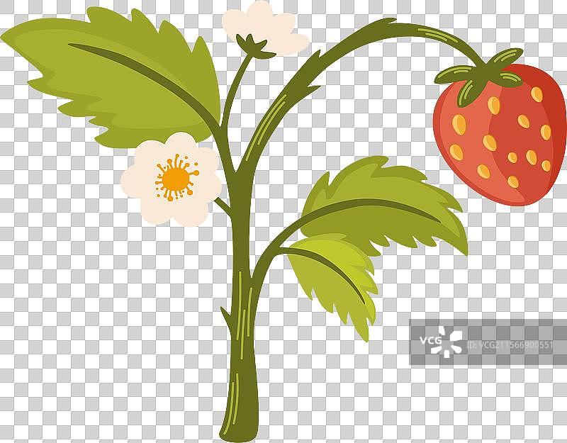 2115 野生草莓1图片素材