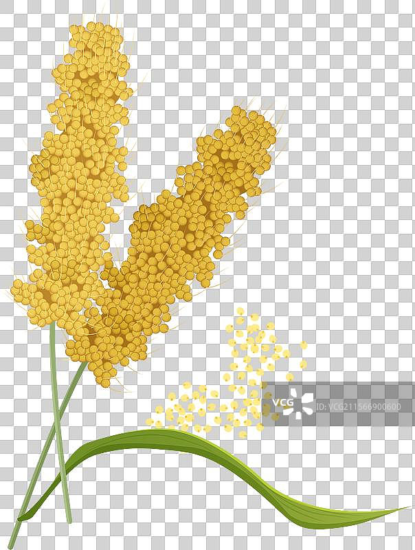 有机小米谷物植物，茎上带有种子图片素材