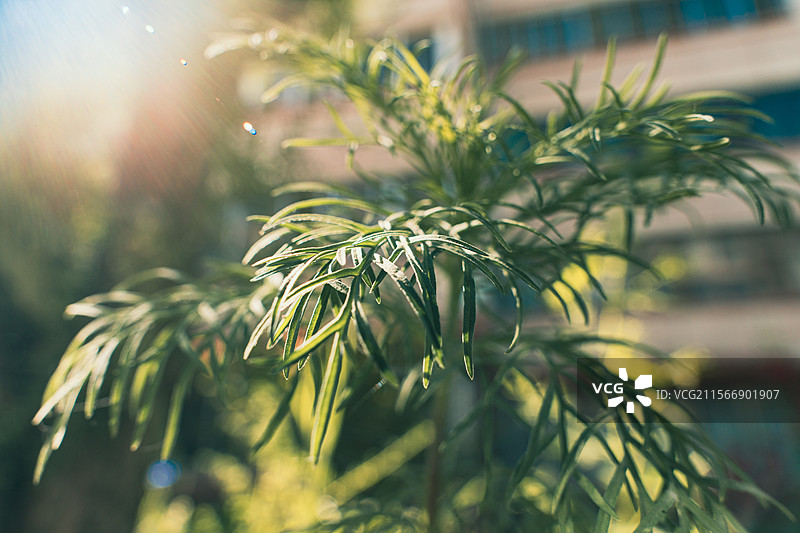 阳光灿烂灿烂图片素材