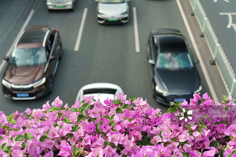 广州街头的三角梅与车流图片素材