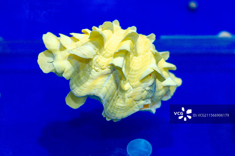 海螺的摆件图片素材