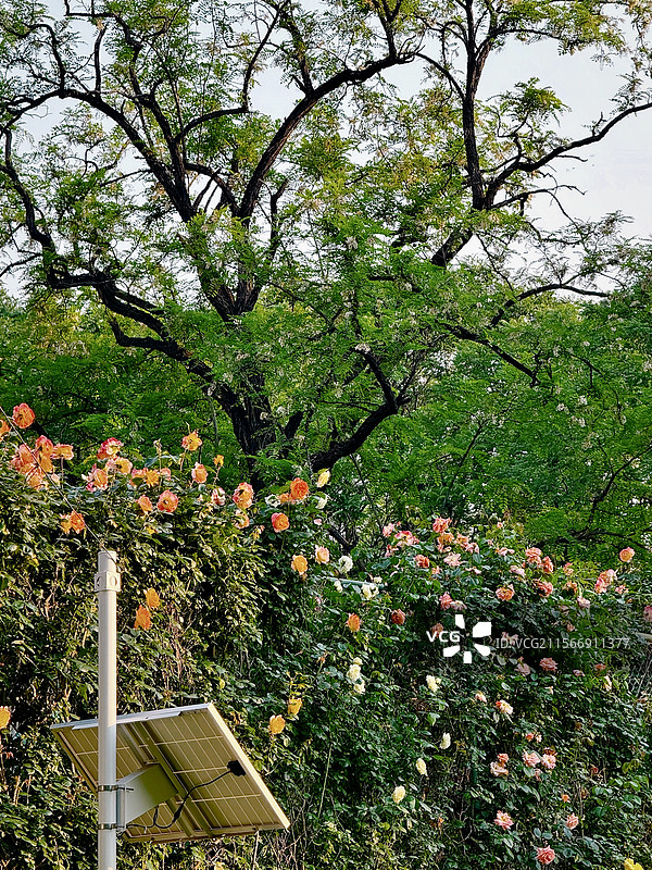 马甸公园图片素材