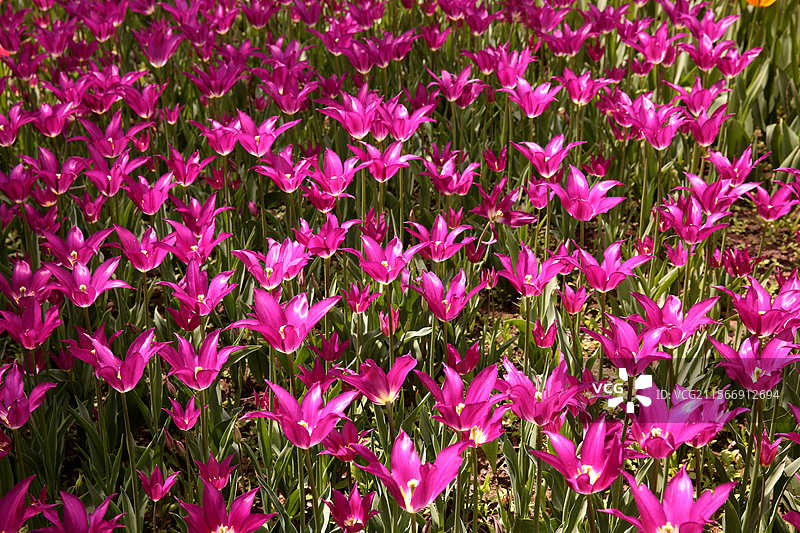 沈阳植物园郁金香迎来盛花期图片素材