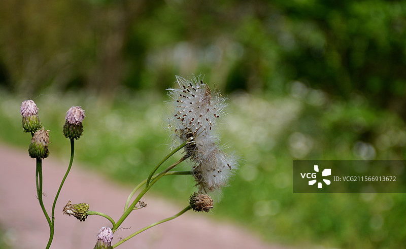河边绿地中泥胡菜成熟的瘦果图片素材