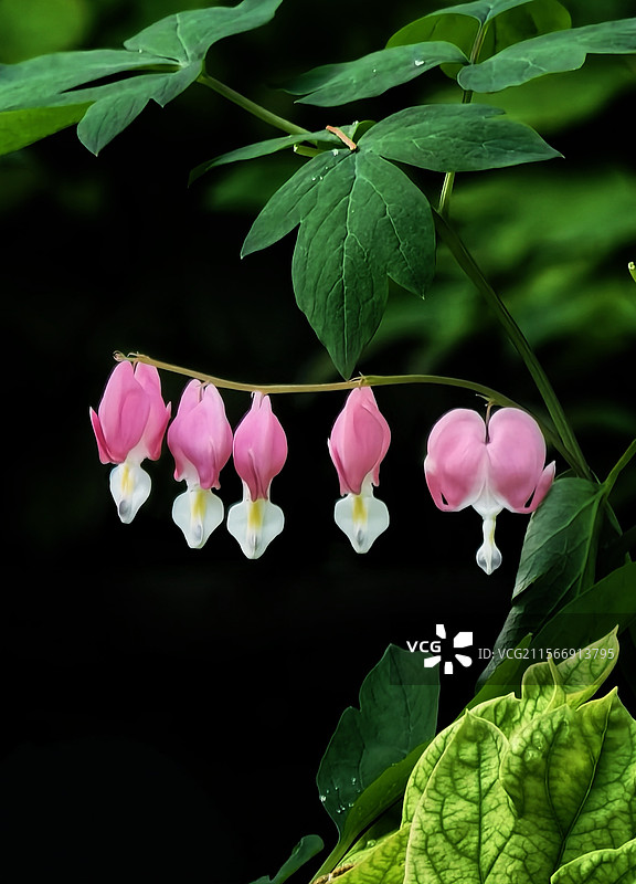 荷苞牡丹花图片素材