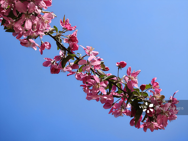 海棠花图片素材