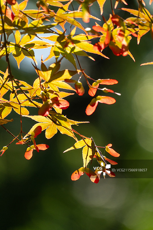 槭树翅果图片素材