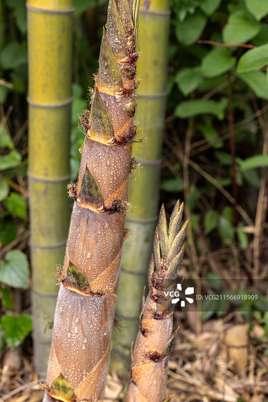 竹笋生长图片素材
