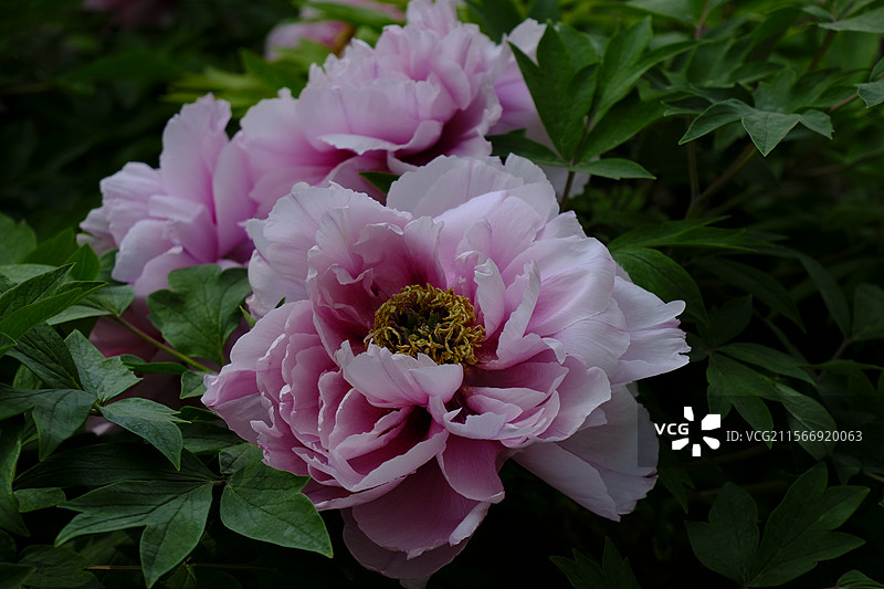 洛阳中国国花园牡丹图片素材