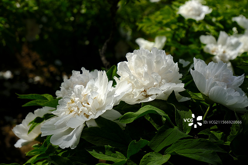 洛阳中国国花园牡丹图片素材