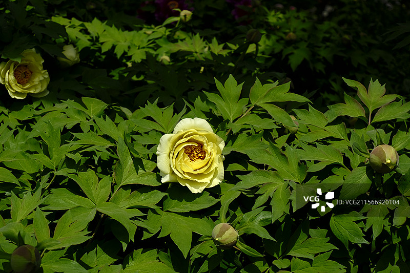 洛阳中国国花园牡丹图片素材