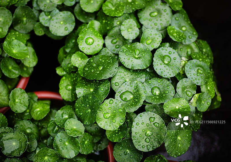 小满，雨后的铜钱草图片素材