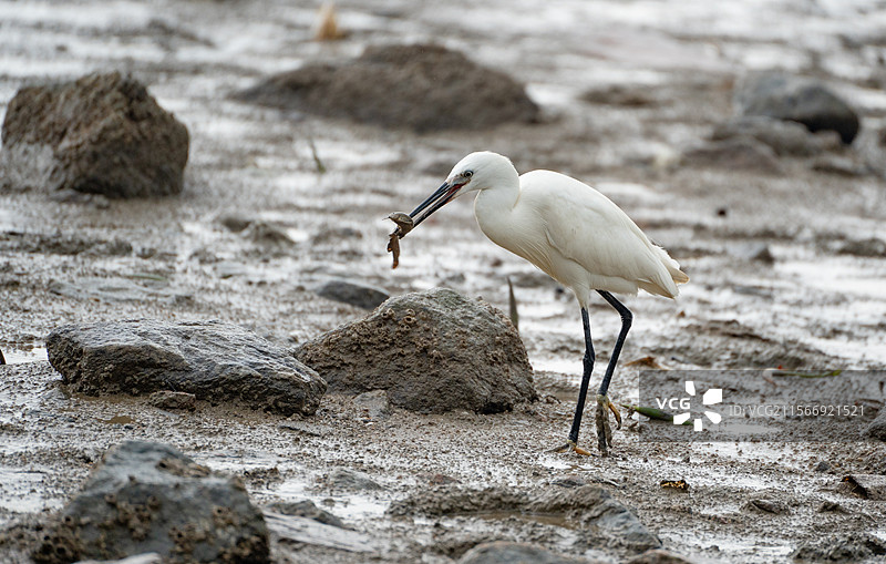 深圳湾公园在海边觅食泥鳅的小白鹭图片素材