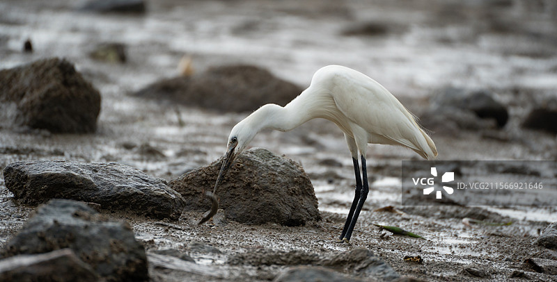 深圳湾公园在海边觅食泥鳅的小白鹭图片素材