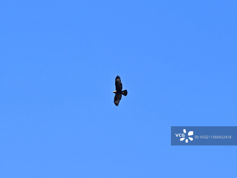 赛里木湖 松树头图片素材