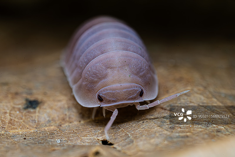木瓜鼠妇车尾灯鼠妇变异   成体最大可达1厘米左右地栖，原色品种南方地图片素材