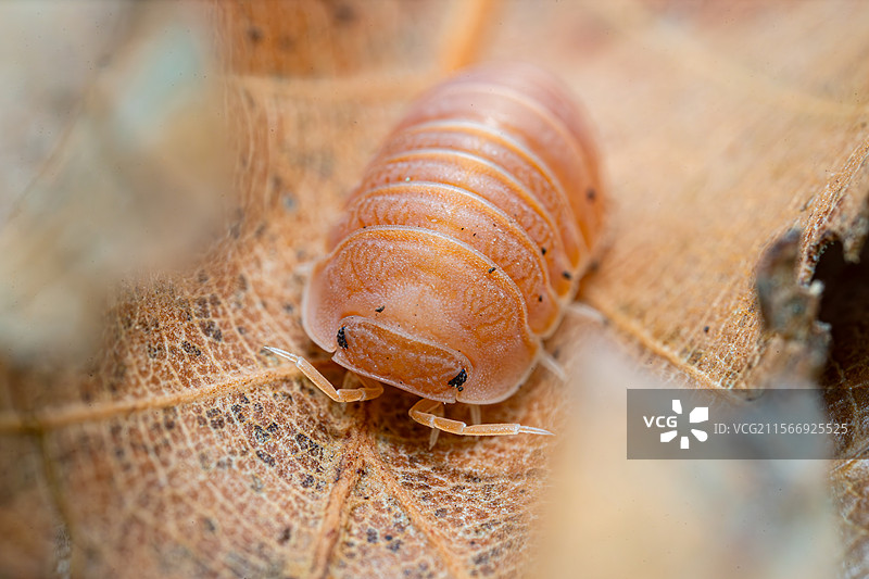 柑橘鼠妇起源于泰国，区别于车尾灯三兄弟中的变异的亮橘，柑橘鼠妇的颜色更偏向亮橘色，质地类似凝胶状清透图片素材