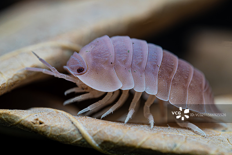 木瓜鼠妇车尾灯鼠妇变异   成体最大可达1厘米左右地栖，原色品种南方地图片素材