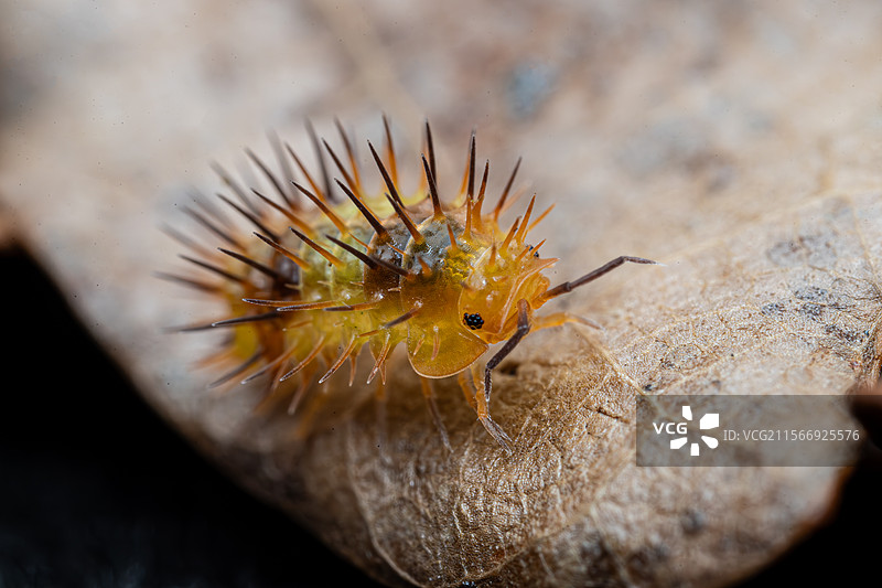 榴莲刺鼠妇是一种独特的鼠妇，因其外观和栖息环境而受到关注，适合在特定的饲养环境中生存。榴莲刺鼠妇是一图片素材