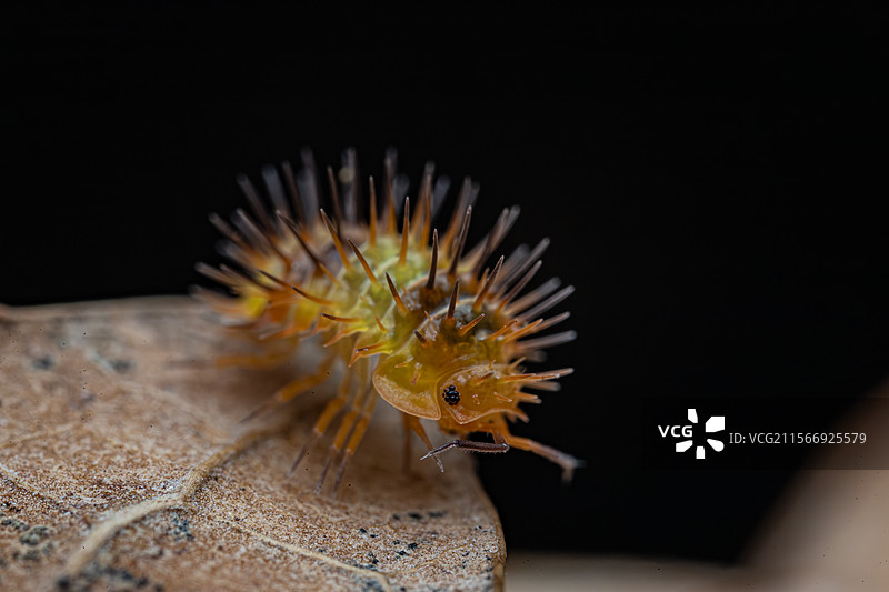 榴莲刺鼠妇是一种独特的鼠妇，因其外观和栖息环境而受到关注，适合在特定的饲养环境中生存。榴莲刺鼠妇是一图片素材