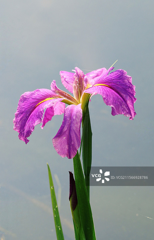 燕子花图片素材