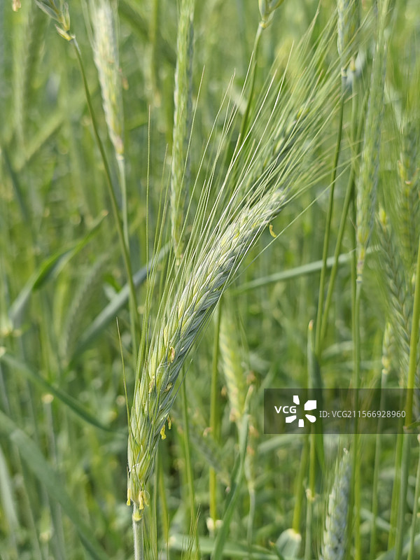 禾本科大麦属植物图片素材