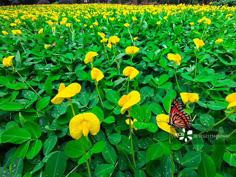 蝶舞花田图片素材