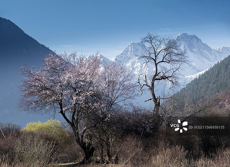 西藏自治区林芝市波密县倾多镇如纳村桃花谷桃花雪山景观图片素材
