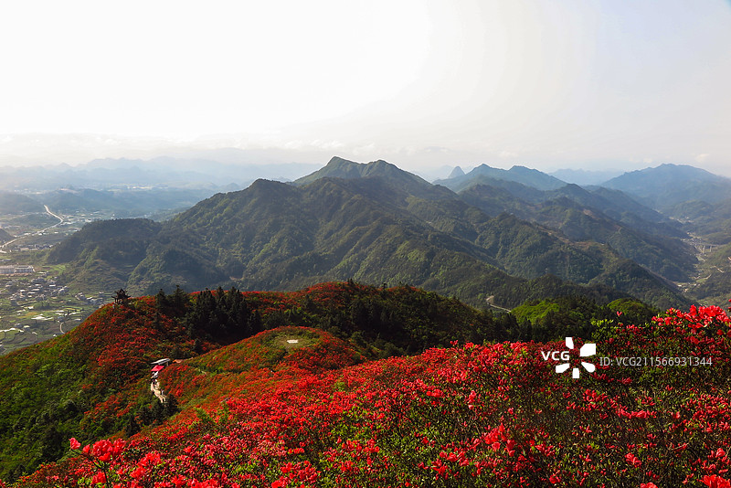 中国贵州黔东南州丹寨县龙泉山的杜鹃花，龙泉山蚩尤文化公园，丹寨龙泉山，杜鹃花海，丹寨县城，花海与高山图片素材