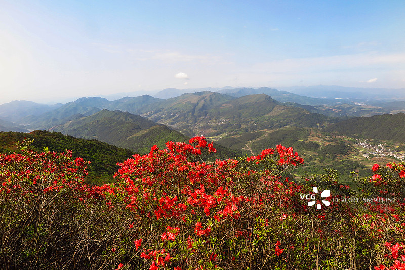 中国贵州黔东南州丹寨县龙泉山的杜鹃花，龙泉山蚩尤文化公园，丹寨龙泉山，杜鹃花海，丹寨县城，花海与高山图片素材