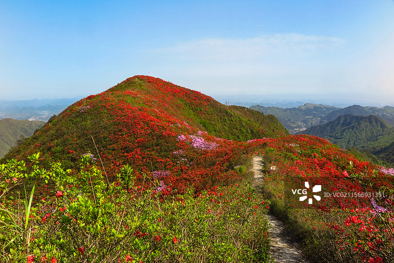 中国贵州黔东南州丹寨县龙泉山的杜鹃花，龙泉山蚩尤文化公园，丹寨龙泉山，杜鹃花海，丹寨县城，花海与高山图片素材