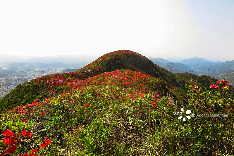 中国贵州黔东南州丹寨县龙泉山的杜鹃花，龙泉山蚩尤文化公园，丹寨龙泉山，杜鹃花海，丹寨县城，花海与高山图片素材