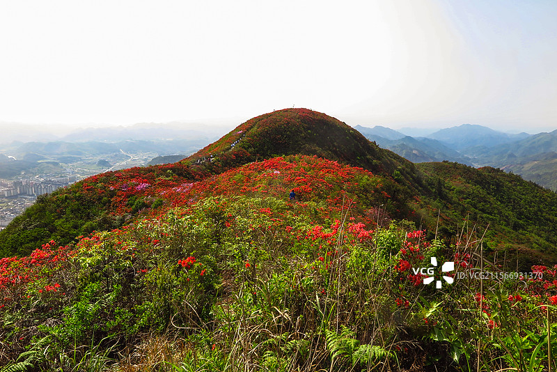 中国贵州黔东南州丹寨县龙泉山的杜鹃花，龙泉山蚩尤文化公园，丹寨龙泉山，杜鹃花海，丹寨县城，花海与高山图片素材