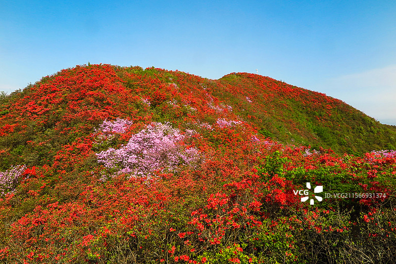 中国贵州黔东南州丹寨县龙泉山的杜鹃花，龙泉山蚩尤文化公园，丹寨龙泉山，杜鹃花海，丹寨县城，花海与高山图片素材