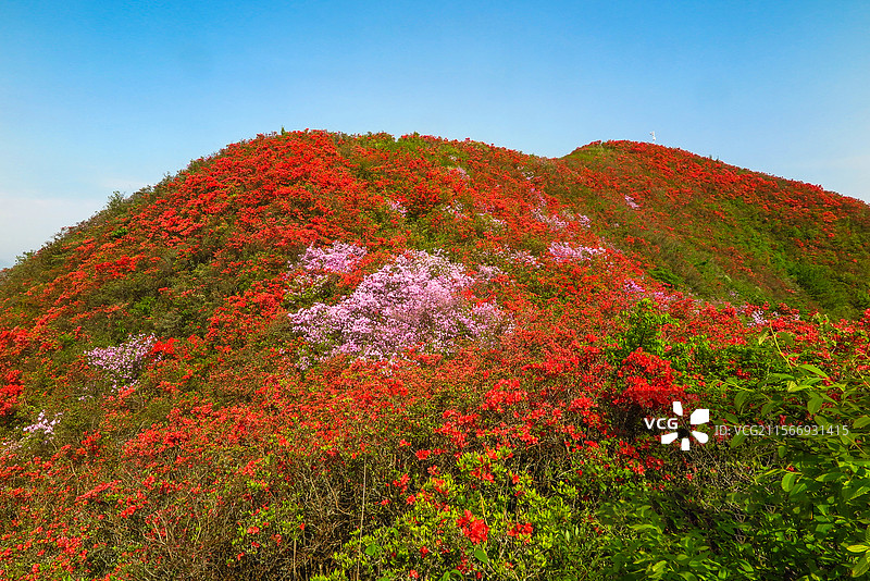中国贵州黔东南州丹寨县龙泉山的杜鹃花，龙泉山蚩尤文化公园，丹寨龙泉山，杜鹃花海，丹寨县城，花海与高山图片素材