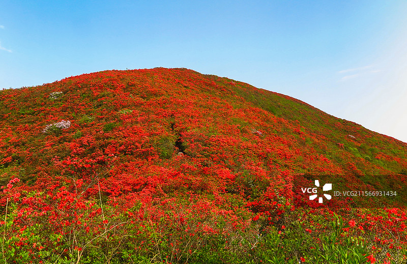 中国贵州黔东南州丹寨县龙泉山的杜鹃花，龙泉山蚩尤文化公园，丹寨龙泉山，杜鹃花海，丹寨县城，花海与高山图片素材