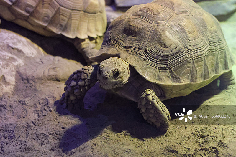 爬行动物乌龟图片素材