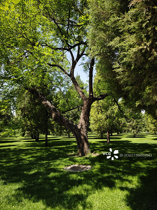 天坛绿意正浓图片素材
