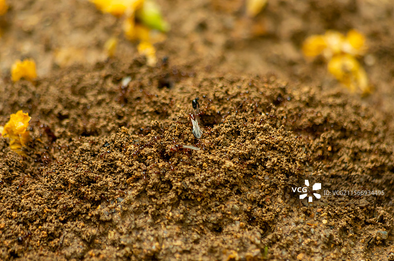 红火蚁和红火蚁巢穴图片素材