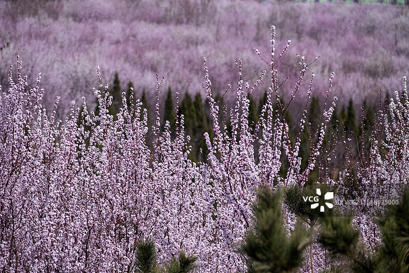 大连湾体育公园十里桃花图片素材