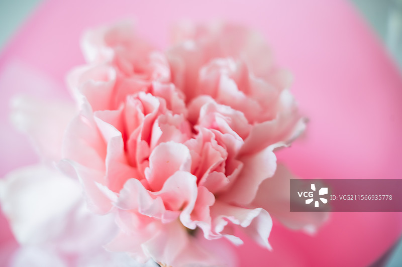 康乃馨图片素材