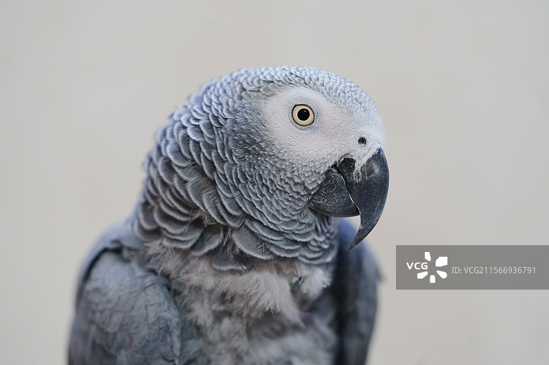 非洲灰鹦鹉的头部特写图片素材