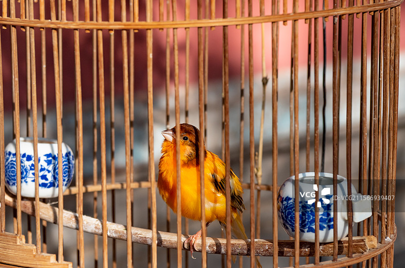 鸟笼中豢养的金丝雀鸟图片素材